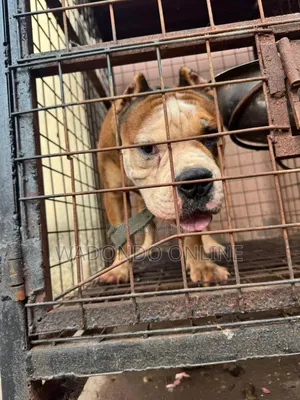 1+ year Male Purebred Bulldog