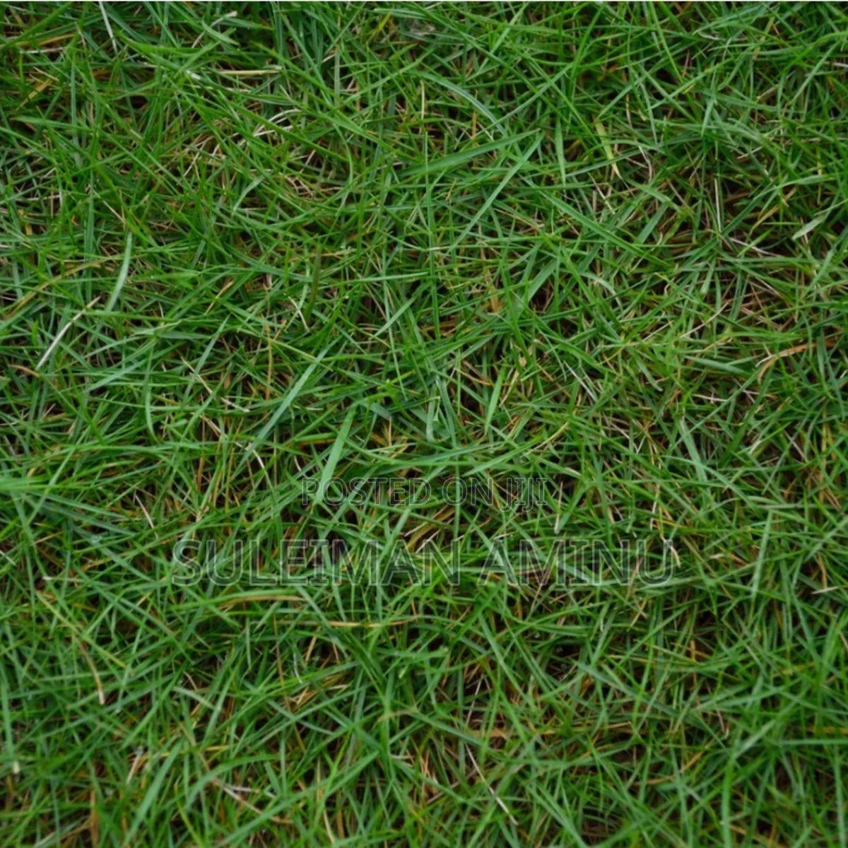 Bermuda Grass Scott
