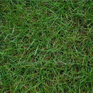 Bermuda Grass Scott