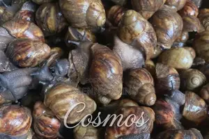 Giant Africa Organic Land Snails