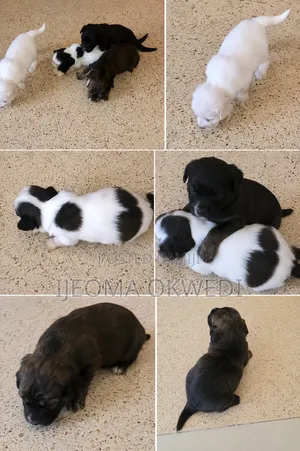 1-3 months Female Purebred Lhasa Apso