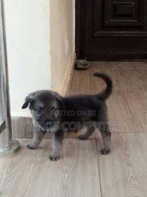 1-3 months Female Mixed Breed Caucasian Shepherd