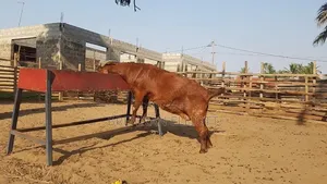 Kalahari Red