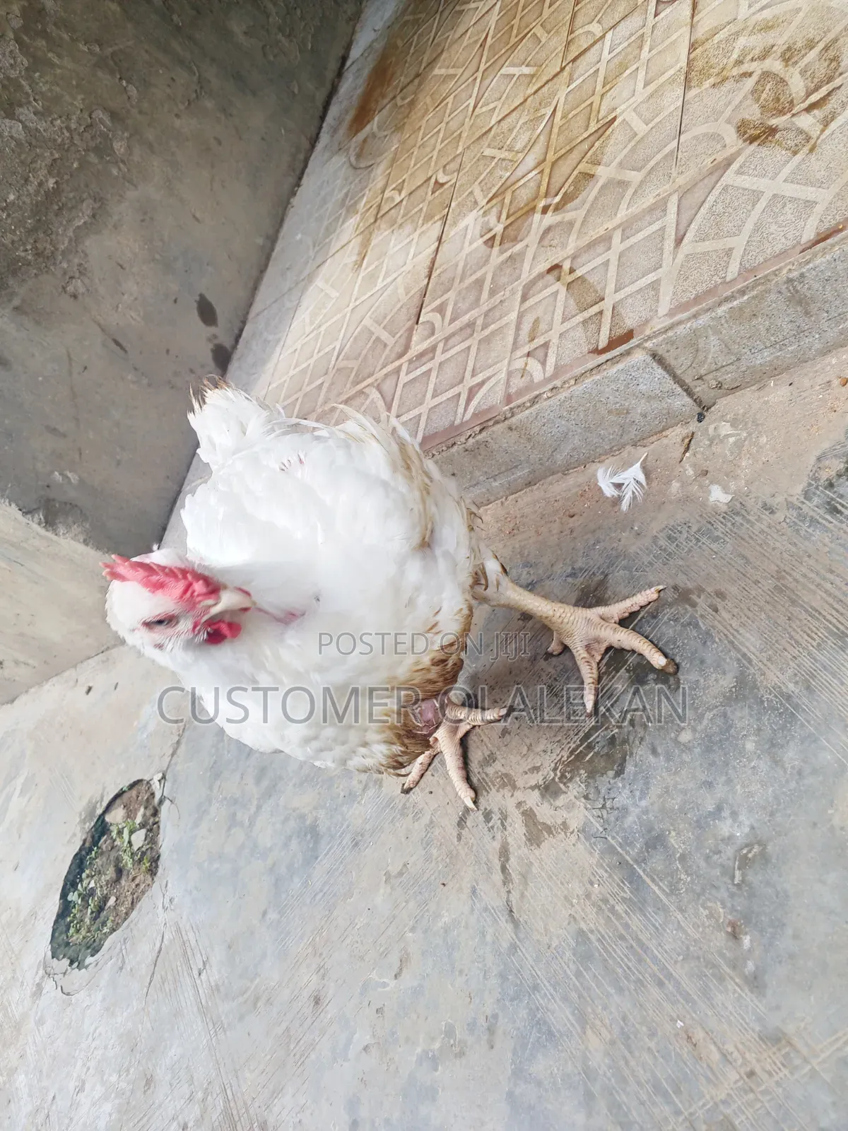 Poultry Bird,4 Weeks Broilers and 6 Weeks Broilers Is Available