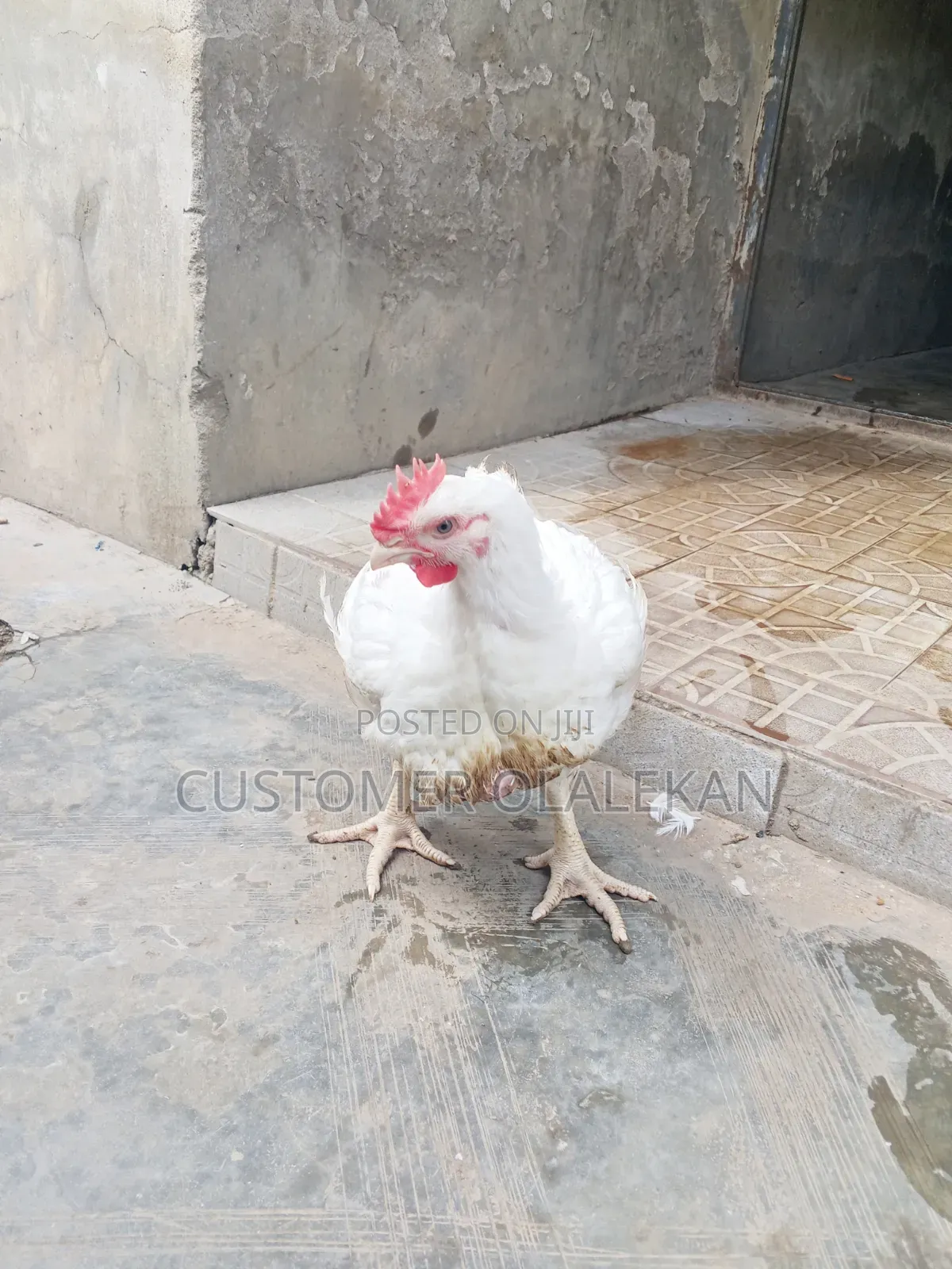 Poultry Bird,4 Weeks Broilers and 6 Weeks Broilers Is Available