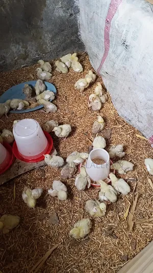 Poultry Bird,4 Weeks Broilers and 6 Weeks Broilers Is Available