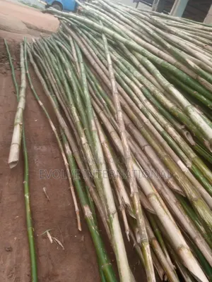 Thick and Strong Bambooza