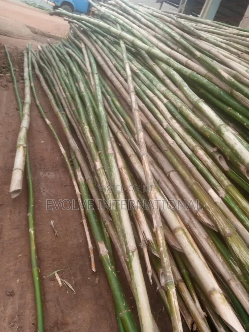 Thick and Strong Bambooza