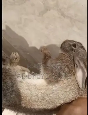 Premium (Female) Chinchilla Rabbit - Softest Fur Heavy Weight