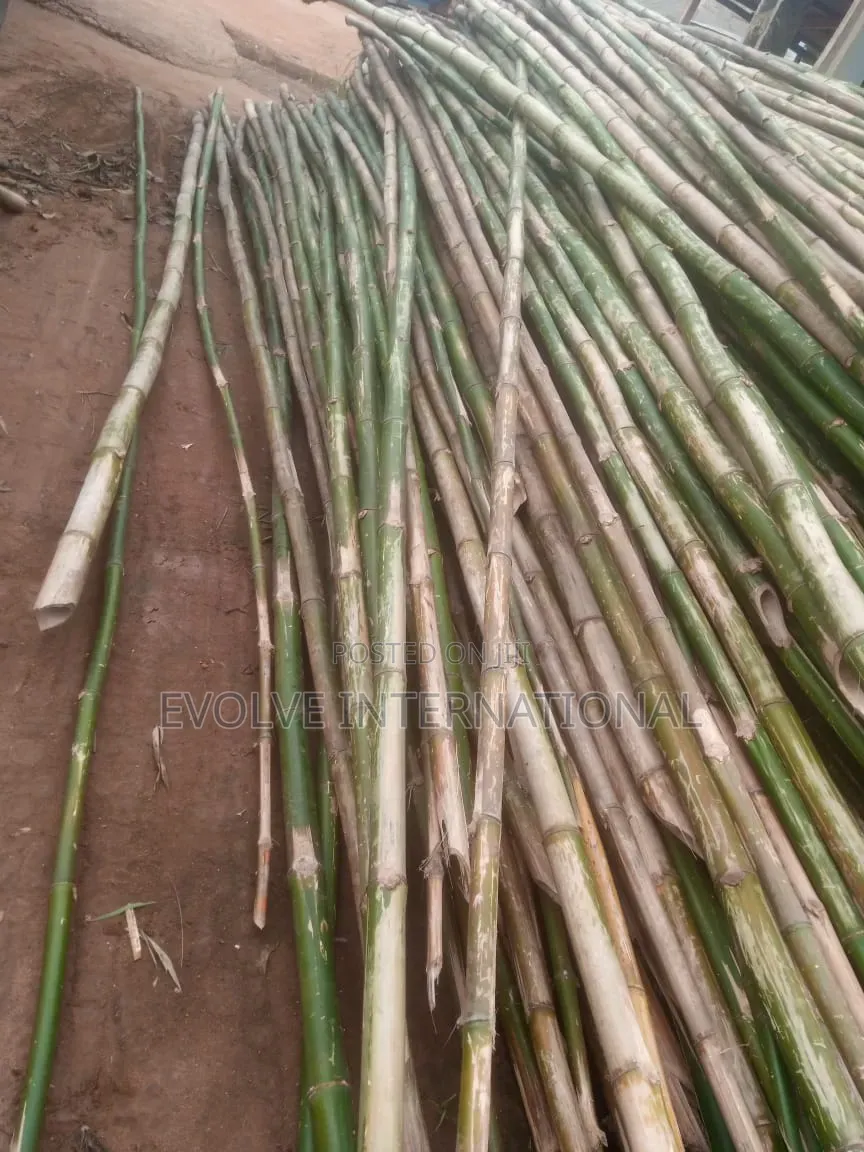 Ondo Bambooza Bamboo
