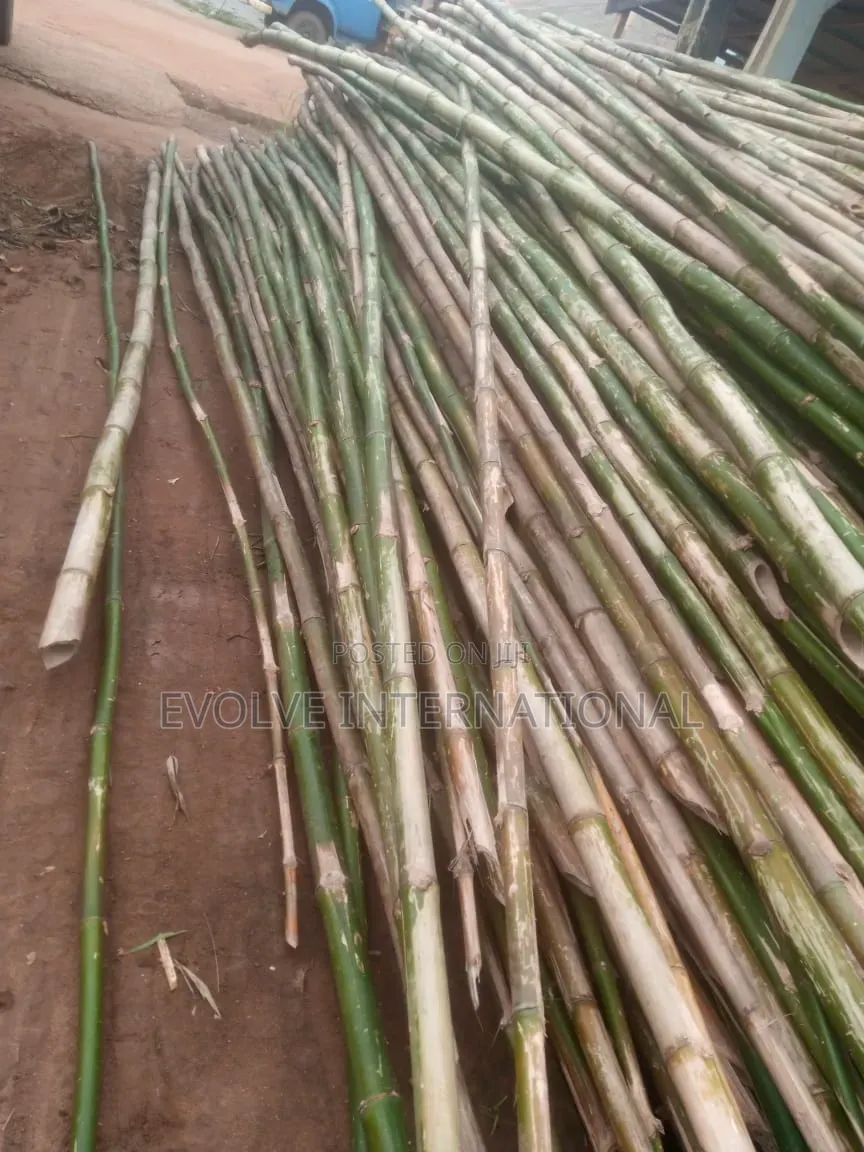 Ondo Bambooza Bamboo