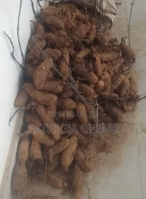 Yams (Wholesale at Once)