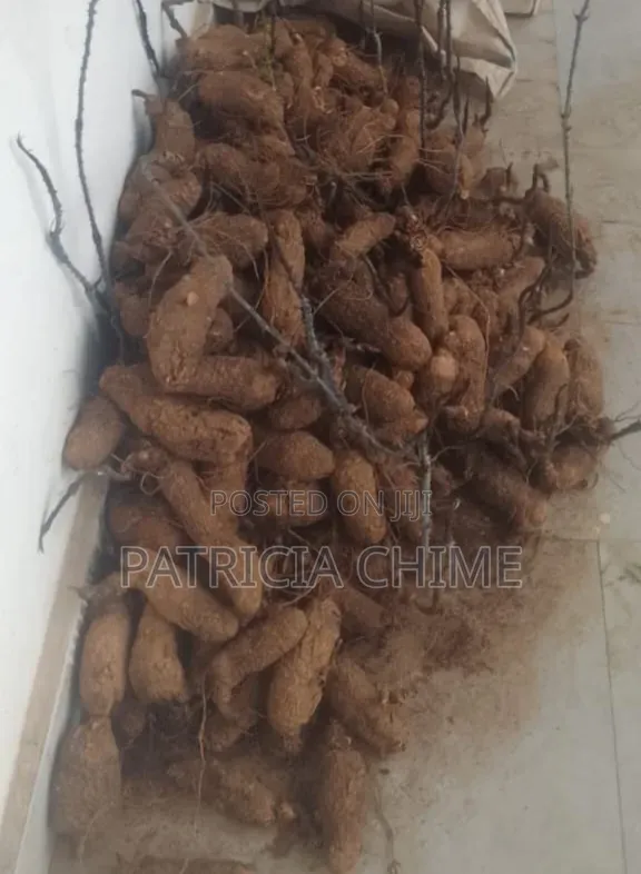 Yams (Wholesale at Once)