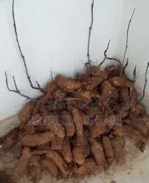 Yams (Wholesale at Once)