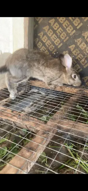Premium (Female) Chinchilla Rabbit - Softest Fur Heavy Weight