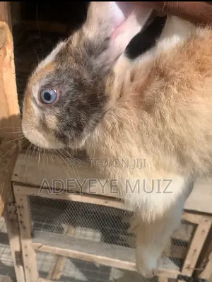 Matured Rare Harlequin Rabbit - Beautiful
