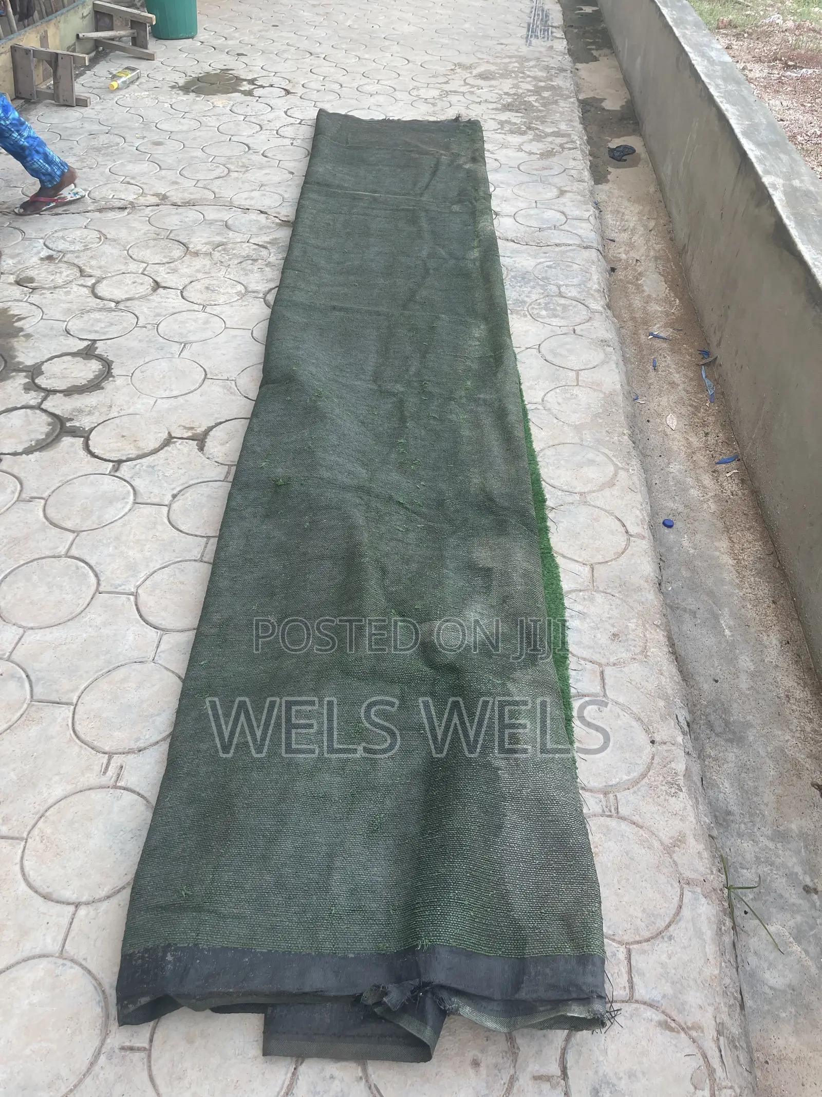 Carpet Grass for Sale