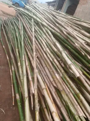 Ig Thick Bamboos