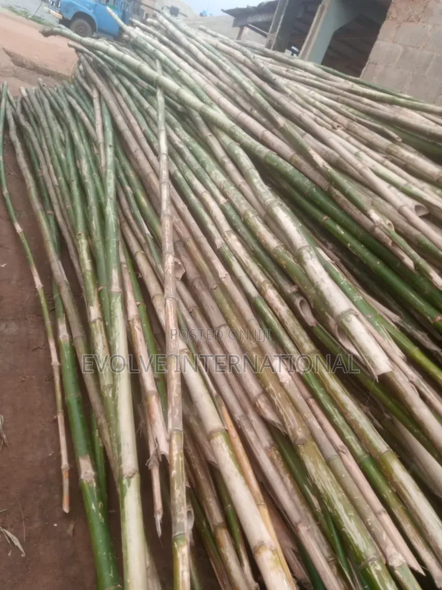 Ig Thick Bamboos