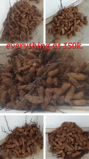 Yam Seedlings (Wholesale At Once)