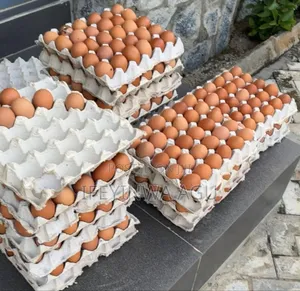 Fresh Crates of Egg Available