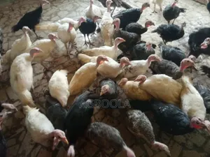 Turkey Male and Female