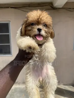 1-3 months Female Purebred Lhasa Apso