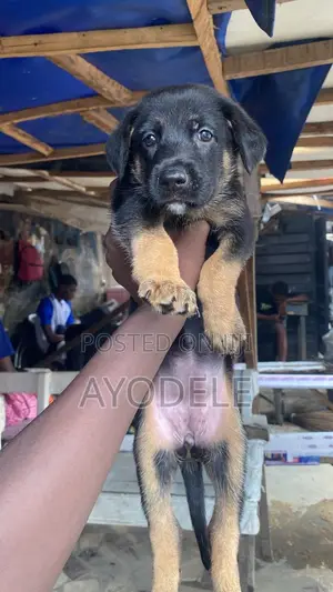 1-3 months Female Purebred German Shepherd