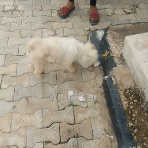 1+ year Male Purebred Lhasa Apso