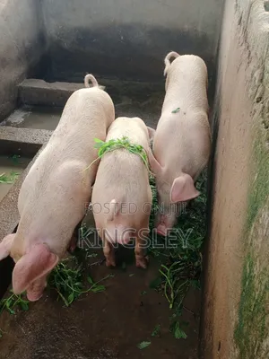 Strong and Energetic Boar for Mating