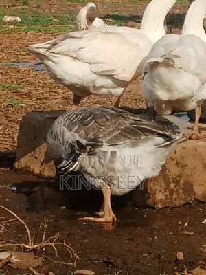 10 Month Old Geese