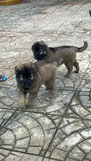 1-3 months Female Purebred Caucasian Shepherd