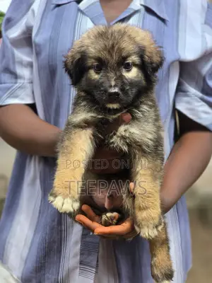 1-3 months Female Mixed Breed Caucasian Shepherd