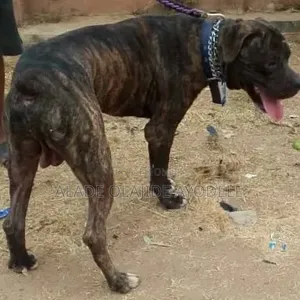 1+ year Male Purebred Boerboel