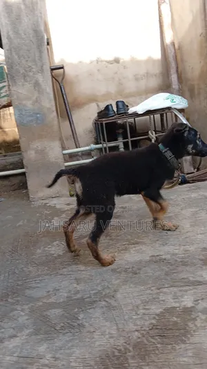 3-6 months Male Purebred German Shepherd