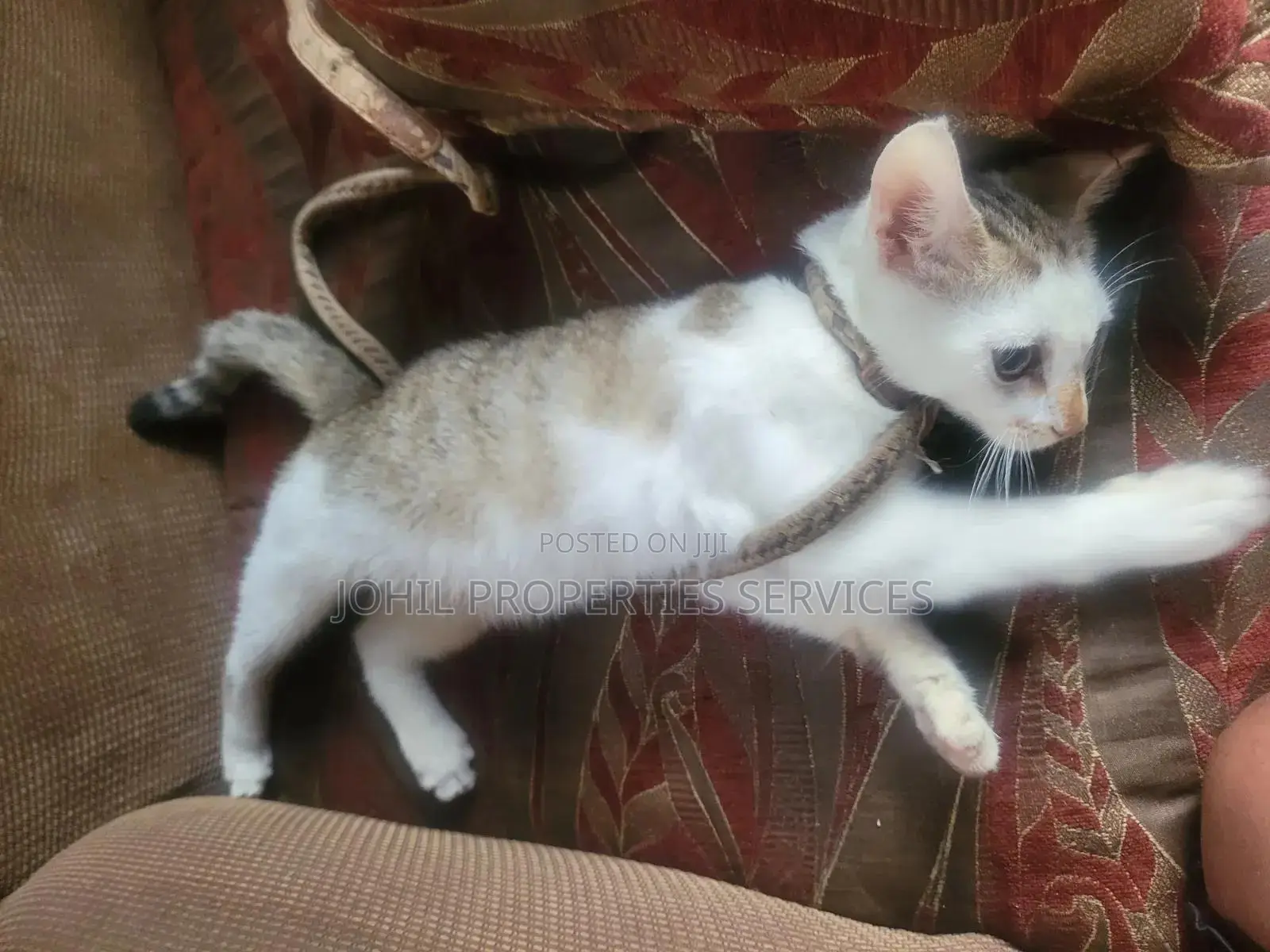 3-6 months Female Purebred Persian