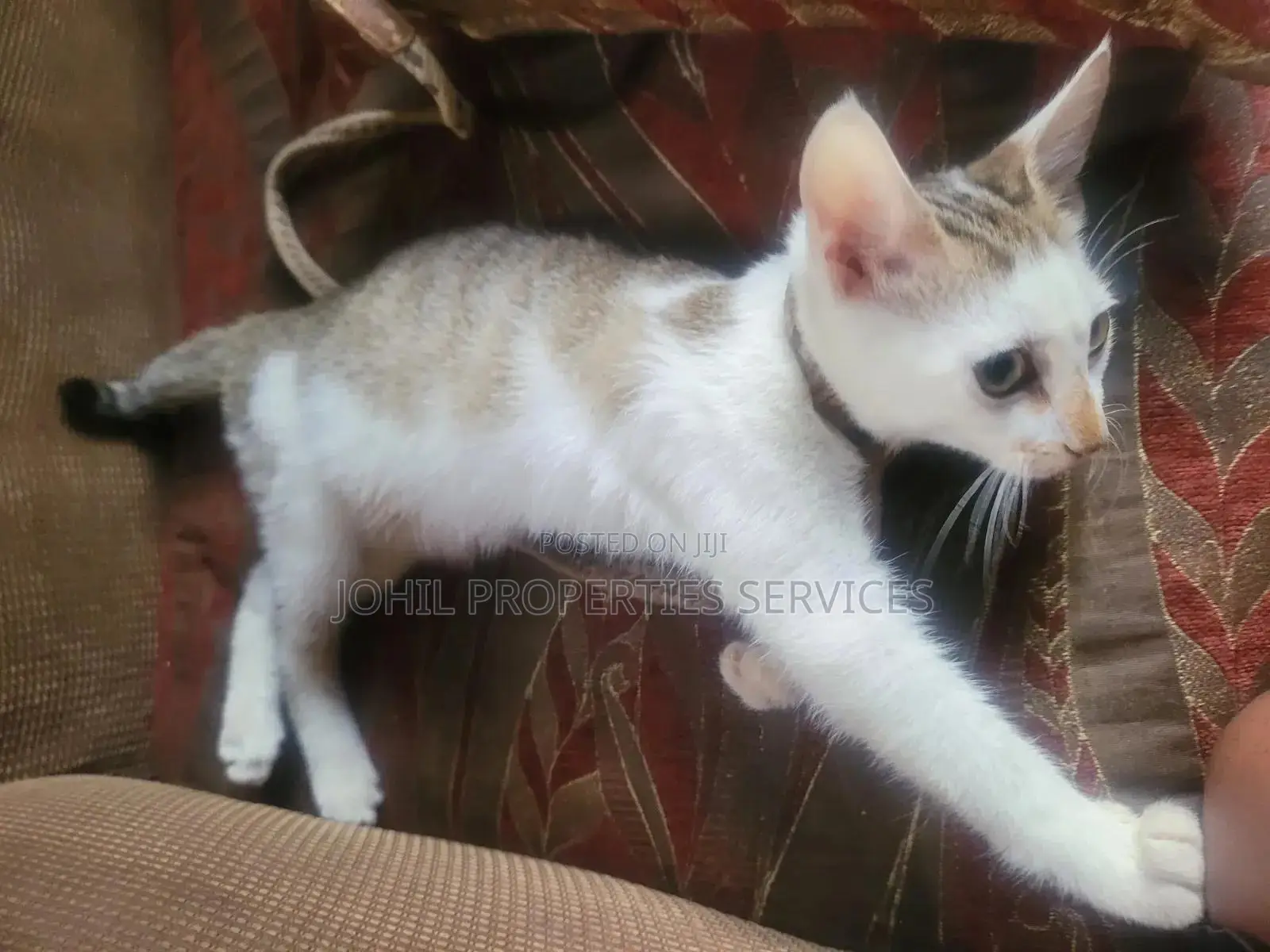 3-6 months Female Purebred Persian