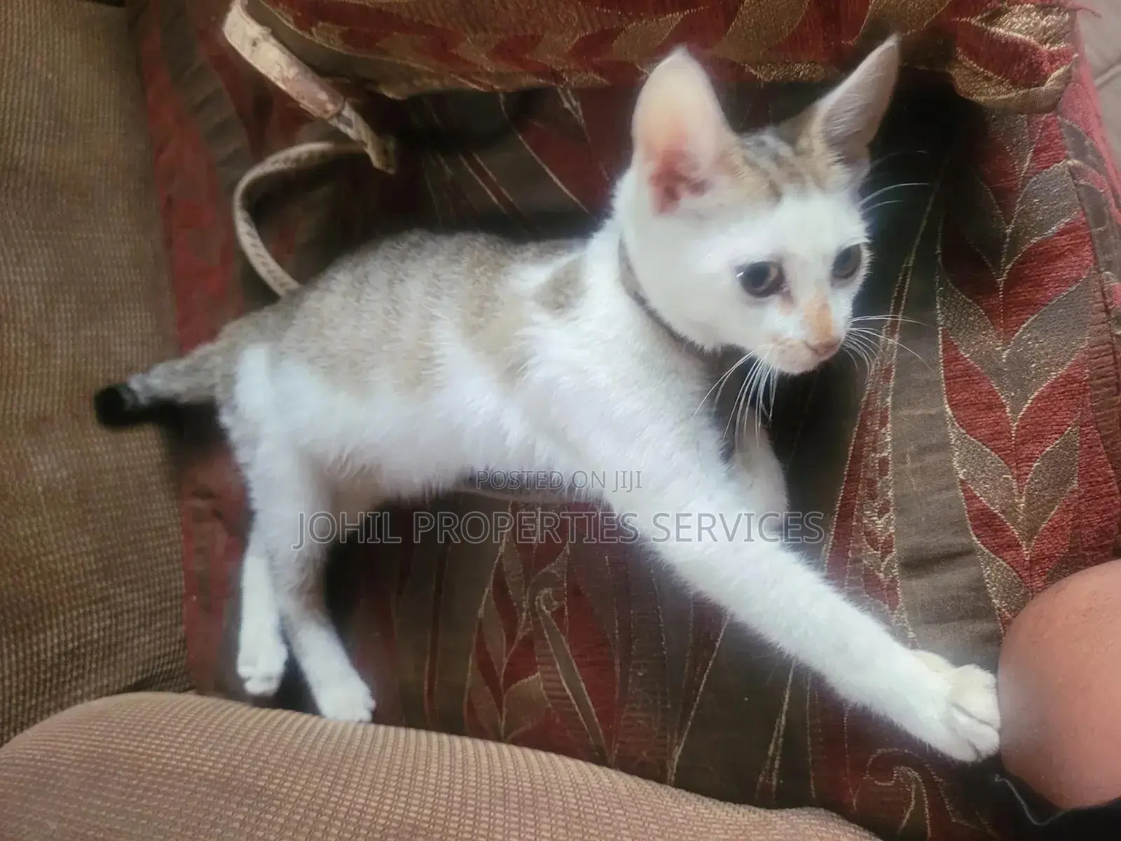 3-6 months Female Purebred Persian