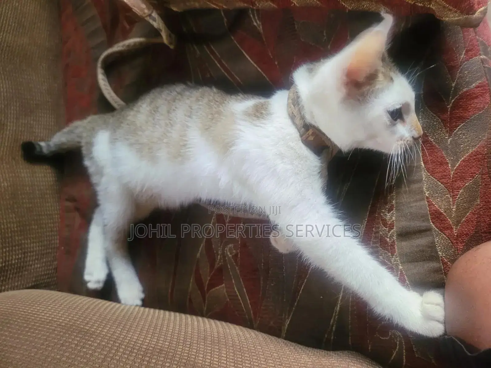 3-6 months Female Purebred Persian