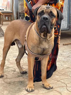 1-3 months Male Purebred Bullmastiff