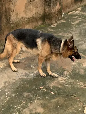 1+ year Male Purebred German Shepherd