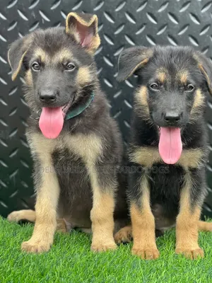1-3 months Female Purebred German Shepherd