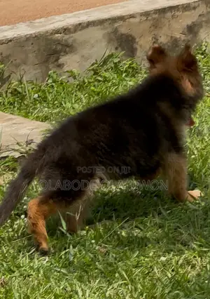 1-3 months Male Purebred German Shepherd