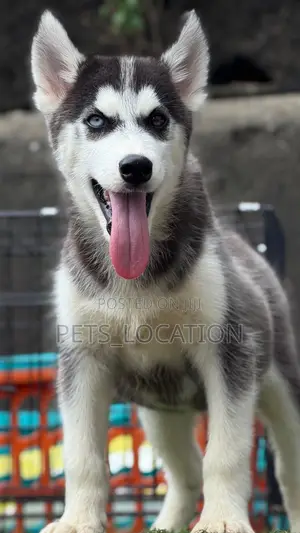 3-6 months Male Purebred Siberian Husky