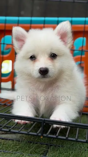 1-3 months Male Purebred American Eskimo