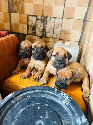 1-3 months Female Purebred Boerboel