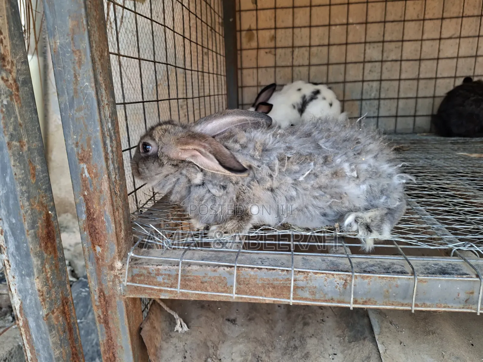 Rabbits for Sale