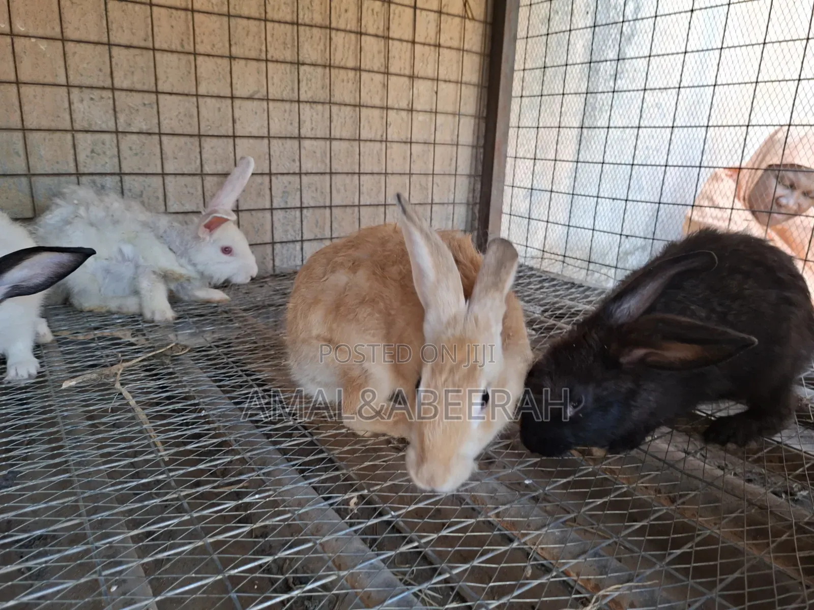 Rabbits for Sale