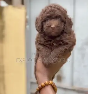 1-3 months Female Purebred Poodle