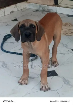 1-3 months Male Purebred Boerboel